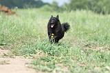 SCHIPPERKE 649